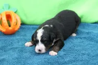 Spud AKC, a male Bernese Mountain Dog for sale in Winona, MN – 4 of 4