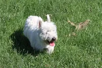 Maya AKC, a female West Highland White Terrier for sale in Winona, MN – 6 of 6