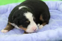 Buttercup AKC, a female Bernese Mountain Dog for sale in Winona, MN – 2 of 5