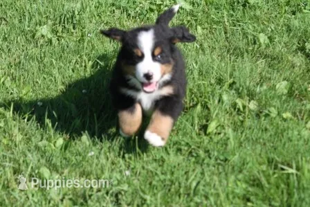 Bacon AKC – Bernese Mountain Dog puppy for sale in Winona, MN