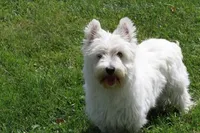 Thatchie AKC, a female West Highland White Terrier for sale in Winona, MN – 3 of 8