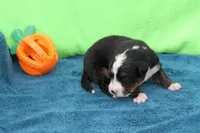 Spud AKC, a male Bernese Mountain Dog for sale in Winona, MN – 3 of 4