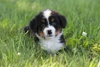Spud AKC, a male Bernese Mountain Dog for sale in Winona, MN – 6 of 6
