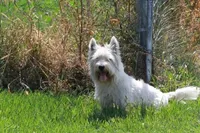 Huckleberry AKC, a male West Highland White Terrier for sale in Winona, MN – 4 of 5