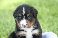 Winky AKC, a female Bernese Mountain Dog for sale in Winona, MN – 5 of 6