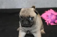 Squirt AKC, a male Pug for sale in Winona, MN – Photo 5 of 5