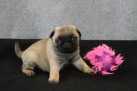 Squirt AKC, a male Pug for sale in Winona, MN – Photo 2 of 5