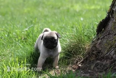 Squirt AKC – Pug puppy for sale in Winona, MN
