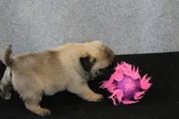 Squirt AKC, a male Pug for sale in Winona, MN – Photo 4 of 5