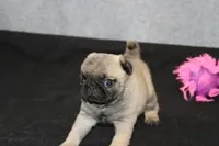 Squirt AKC, a male Pug for sale in Winona, MN – Photo 1 of 5