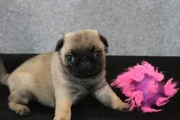 Squirt AKC, a male Pug for sale in Winona, MN – Photo 3 of 5