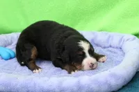 Waffles AKC, a female Bernese Mountain Dog for sale in Winona, MN – 4 of 4