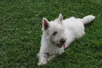 Motza AKC, a female West Highland White Terrier for sale in Winona, MN – 5 of 6