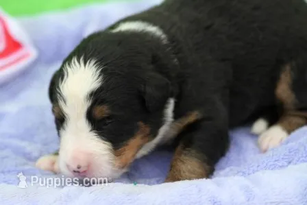 Buttercup AKC – Bernese Mountain Dog puppy for sale in Winona, MN