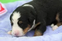 Buttercup AKC, a female Bernese Mountain Dog for sale in Winona, MN – 1 of 5