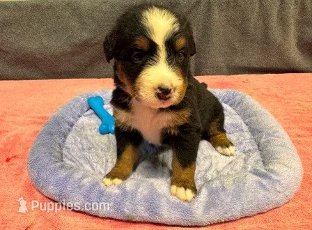 Waffles AKC – Bernese Mountain Dog puppy for sale in Winona, MN