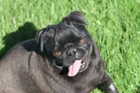 Fudge AKC, a female Pug for sale in Winona, MN – 7 of 7