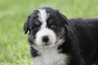 Mitzi AKC, a female Bernese Mountain Dog for sale in Winona, MN – 4 of 5