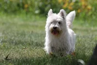 Thatchie AKC, a female West Highland White Terrier for sale in Winona, MN – 6 of 8