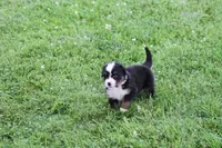 Spud AKC, a male Bernese Mountain Dog for sale in Winona, MN – 4 of 6