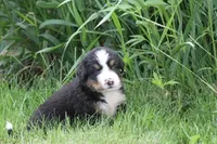 Noodles AKC, a female Bernese Mountain Dog for sale in Winona, MN – 6 of 8