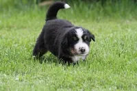 Noodles AKC, a female Bernese Mountain Dog for sale in Winona, MN – 7 of 8