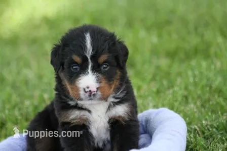 Winky AKC, a female Bernese Mountain Dog for sale in Winona, MN – 1 of 6