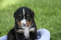 Winky AKC, a female Bernese Mountain Dog for sale in Winona, MN – 1 of 6
