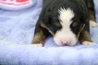 Buttercup AKC, a female Bernese Mountain Dog for sale in Winona, MN – 5 of 5
