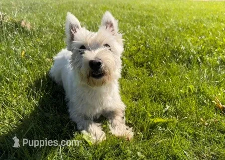 Maya AKC – West Highland White Terrier puppy for sale in Winona, MN