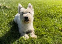 Maya AKC, a female West Highland White Terrier for sale in Winona, MN – 2 of 6