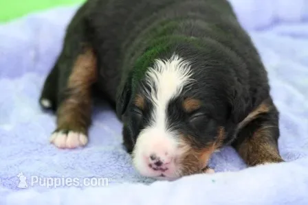Waffles AKC – Bernese Mountain Dog puppy for sale in Winona, MN