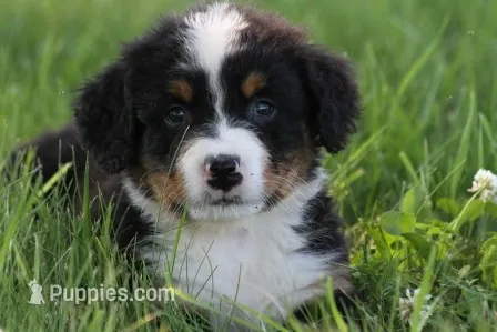 Spud AKC – Bernese Mountain Dog puppy for sale in Winona, MN