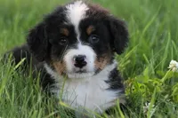 Spud AKC, a male Bernese Mountain Dog for sale in Winona, MN – 1 of 6