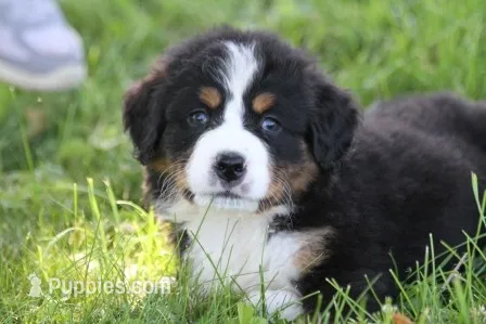 Mitzi AKC – Bernese Mountain Dog puppy for sale in Winona, MN