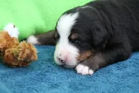 Bacon AKC, a male Bernese Mountain Dog for sale in Winona, MN – 2 of 4