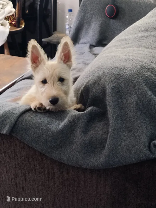 pup, a male Scottish Terrier for sale in Franklin, NH – 1 of 1
