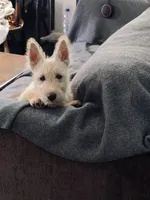 pup, a male Scottish Terrier for sale in Franklin, NH – 1 of 1