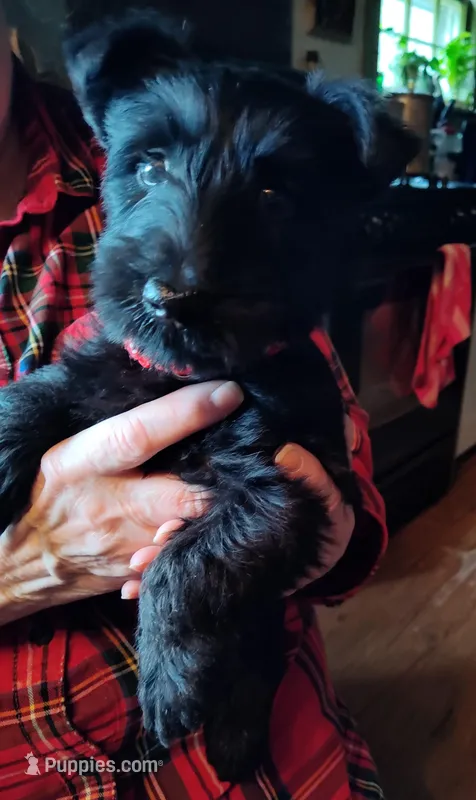 pup3 – Scottish Terrier puppy for sale in Franklin, NH