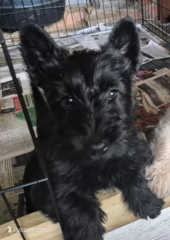 pup3 – Scottish Terrier puppy for sale in Franklin, NH