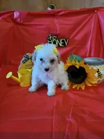 Havapoo, a female Havanese and Poodle - Toy  for sale in Prairie City, IL – Photo 2 of 4