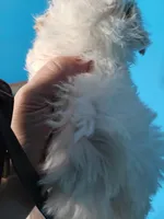 Havapoo, a female Havanese and Poodle - Toy  for sale in Prairie City, IL – Photo 3 of 4