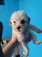 Havapoo, a female Havanese and Poodle - Toy  for sale in Prairie City, IL – Photo 4 of 4