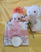 Havapoo, a female Havanese and Poodle - Toy  for sale in Prairie City, IL – Photo 1 of 4