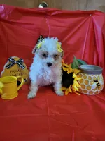 Havapoo, a female Havanese and Poodle - Toy  for sale in Prairie City, IL – Photo 2 of 4