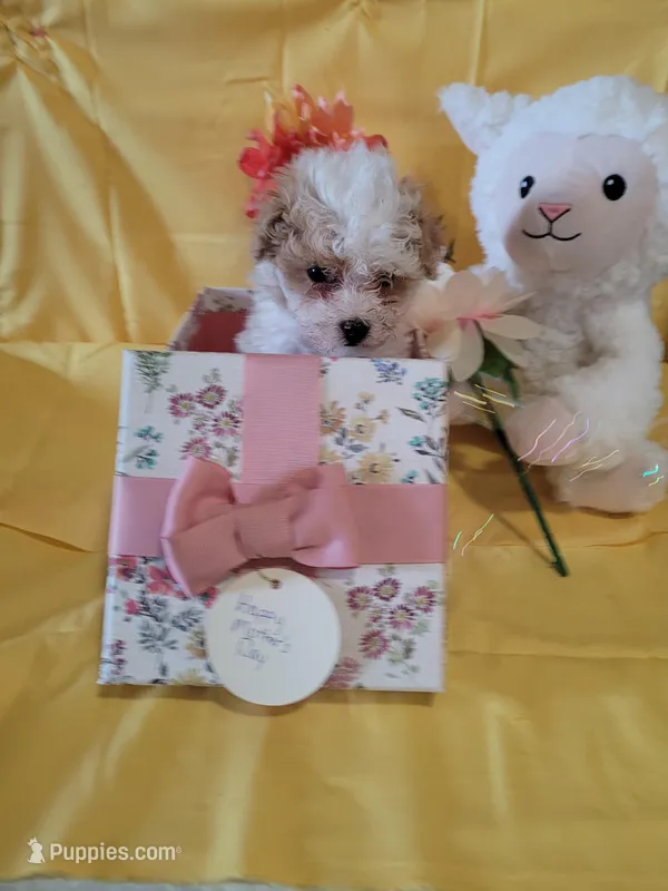 Havapoo – Havanese, Poodle - Toy  puppy for sale in Prairie City, IL