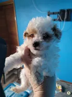 Havapoo, a female Havanese and Poodle - Toy  for sale in Prairie City, IL – Photo 4 of 4