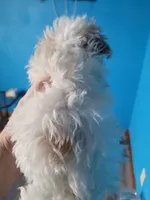 Havapoo, a female Havanese and Poodle - Toy  for sale in Prairie City, IL – Photo 3 of 4