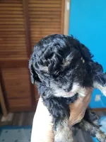 Toy poodle male, a  Poodle - Toy  for sale in Prairie City, IL – 1 of 2