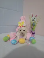 Bischon/ toy poodle, a female Bichon Frise and Poodle - Toy  for sale in Prairie City, IL – Photo 1 of 3